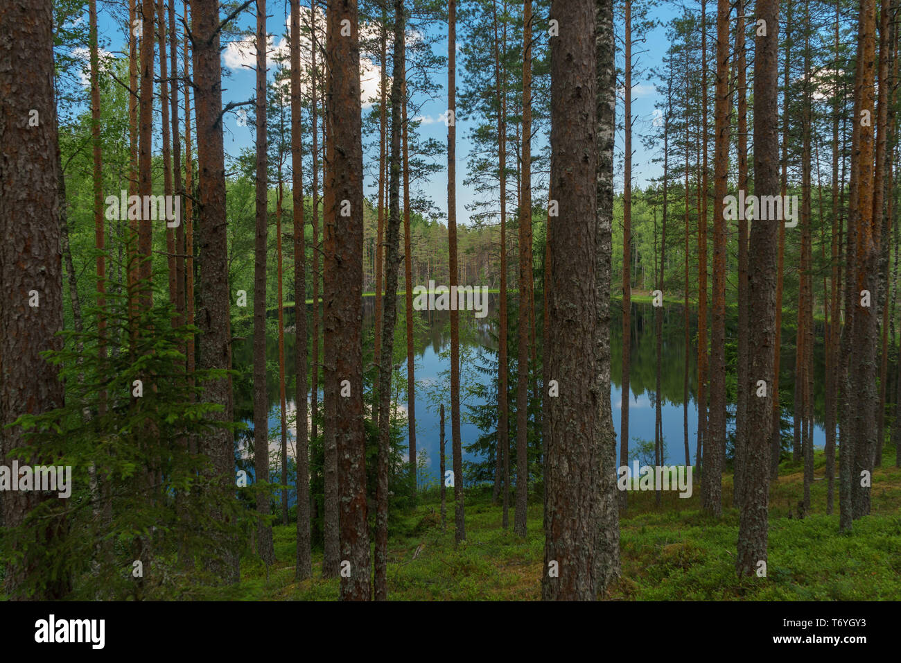 Vista al Lago a través de árboles de profundos bosques de coníferas, paisaje nórdico Foto de stock
