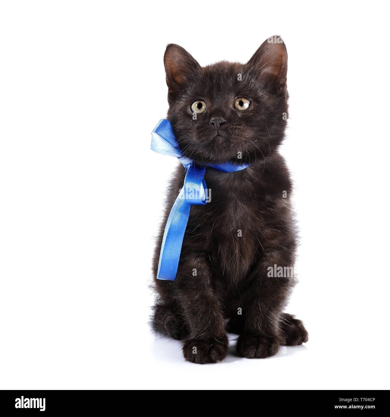 Gatito pequeño negro con una cinta azul. Gatito negro esponjosas. Gatito  sobre un fondo blanco. Pequeño depredador. Gatito negro. Pequeño gato  Fotografía de stock - Alamy