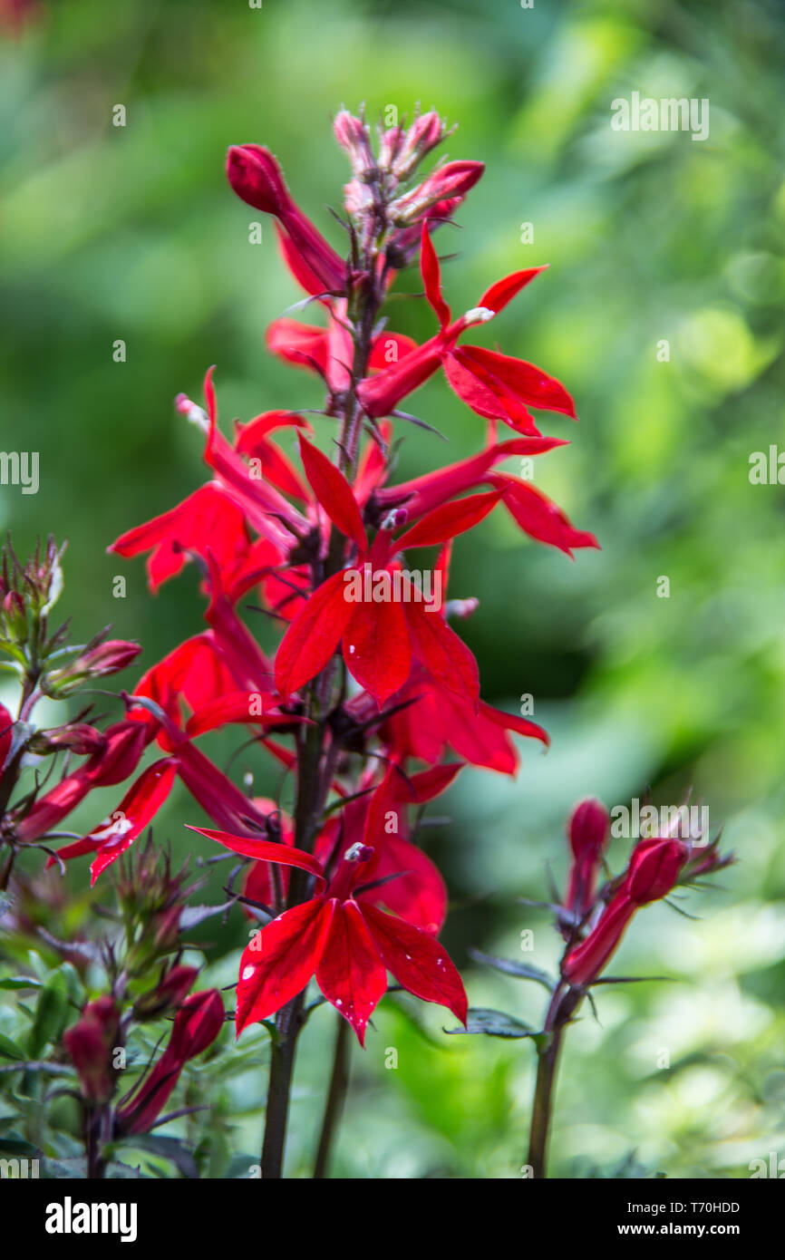 Las plantas ornamentales con flores rojas Foto de stock