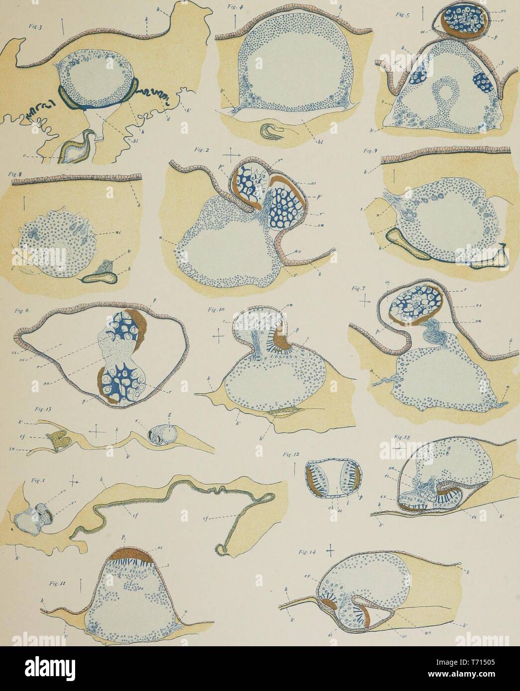 Ilustrado grabados del género salpa, del libro 'American Journal of Anatomy" por la Johns Hopkins University, 1508. Cortesía de Internet Archive. () Foto de stock