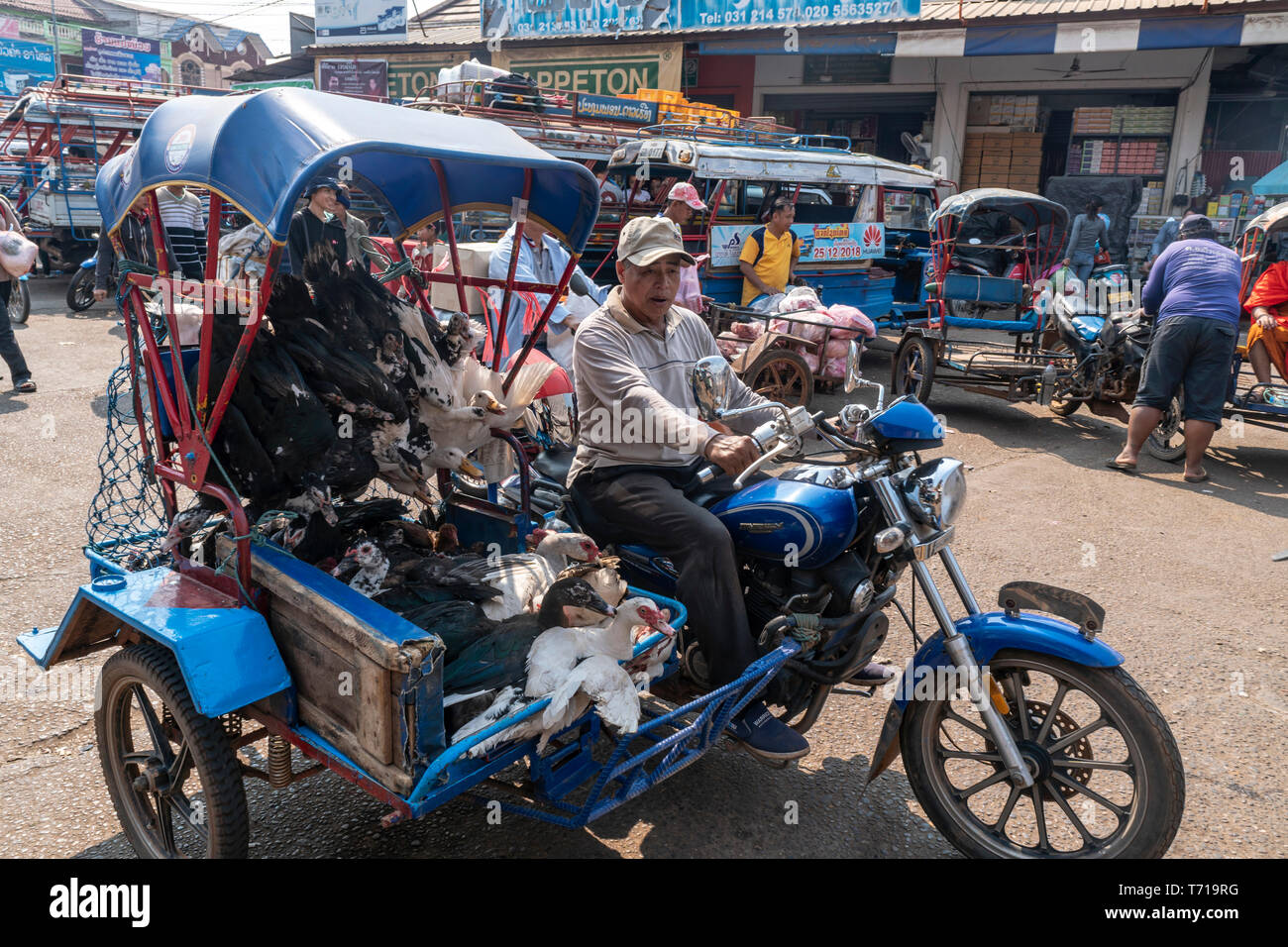Mercado local grande en Pakse, el hombre en bicicleta con living pultry, Laos, Asia Foto de stock