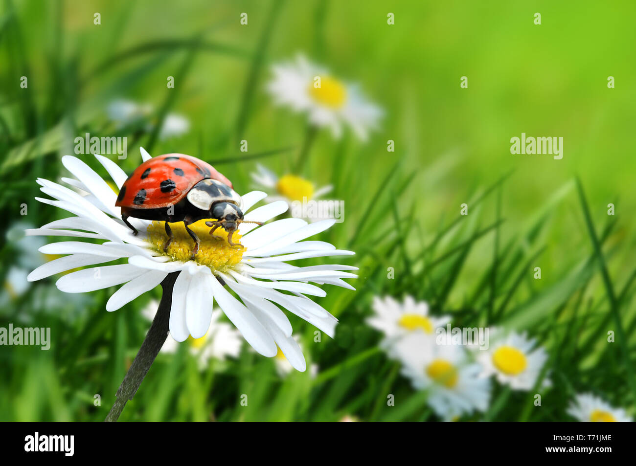 Ladybug 5 Foto de stock