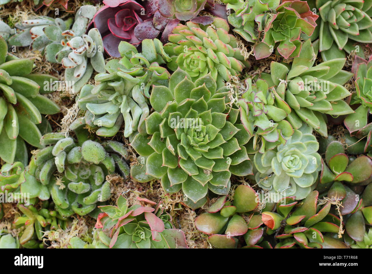 Sempervivum. Houseleek succuelnts forman un muro vegetal en un jardín vertical, REINO UNIDO Foto de stock