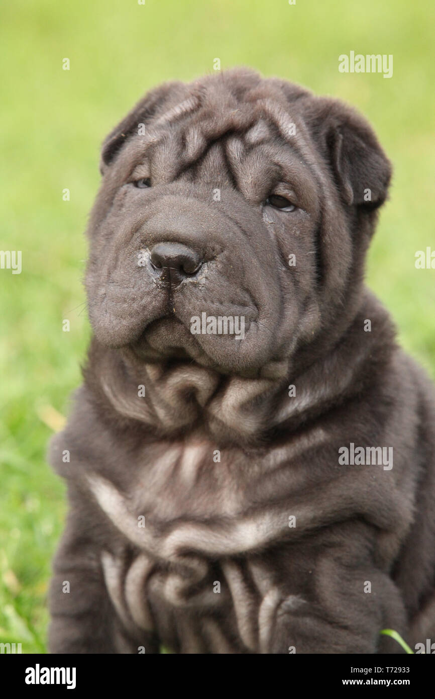 Black sharpei fotografías e imágenes de alta resolución - Alamy