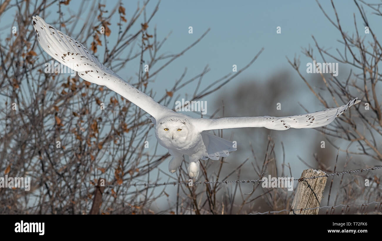 Snowy Owl en vuelo Foto de stock