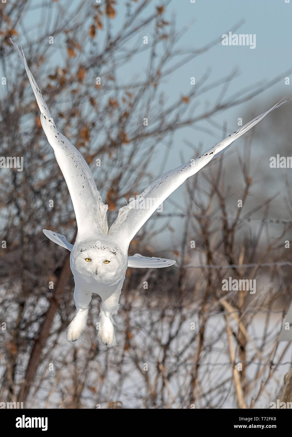 Snowy Owl en vuelo Foto de stock