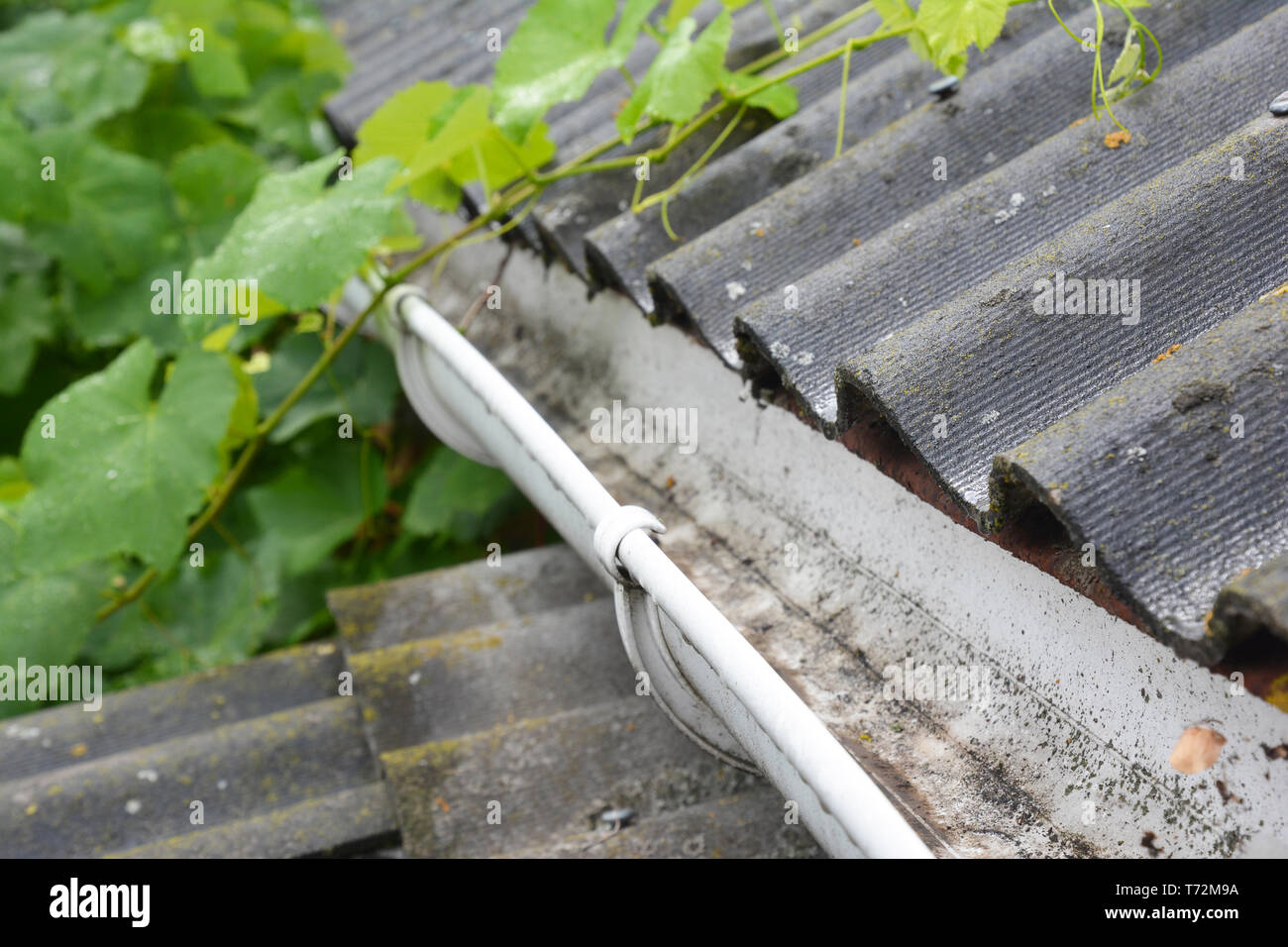 Techo de asbesto de la casa en la lluvia con un cierre de un techo limpio de plástico canaleta de la cañería. Foto de stock