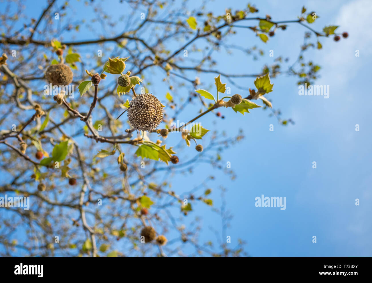 Un plano de Londres (Platanus × hispanica) Árbol con bolas de semillas Foto de stock