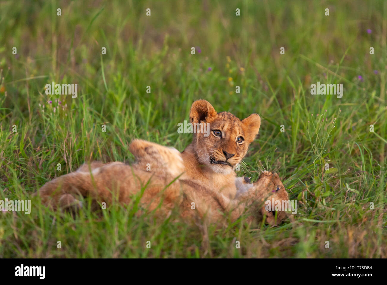 Lion y sus crías durante un safari en Sudáfrica Foto de stock