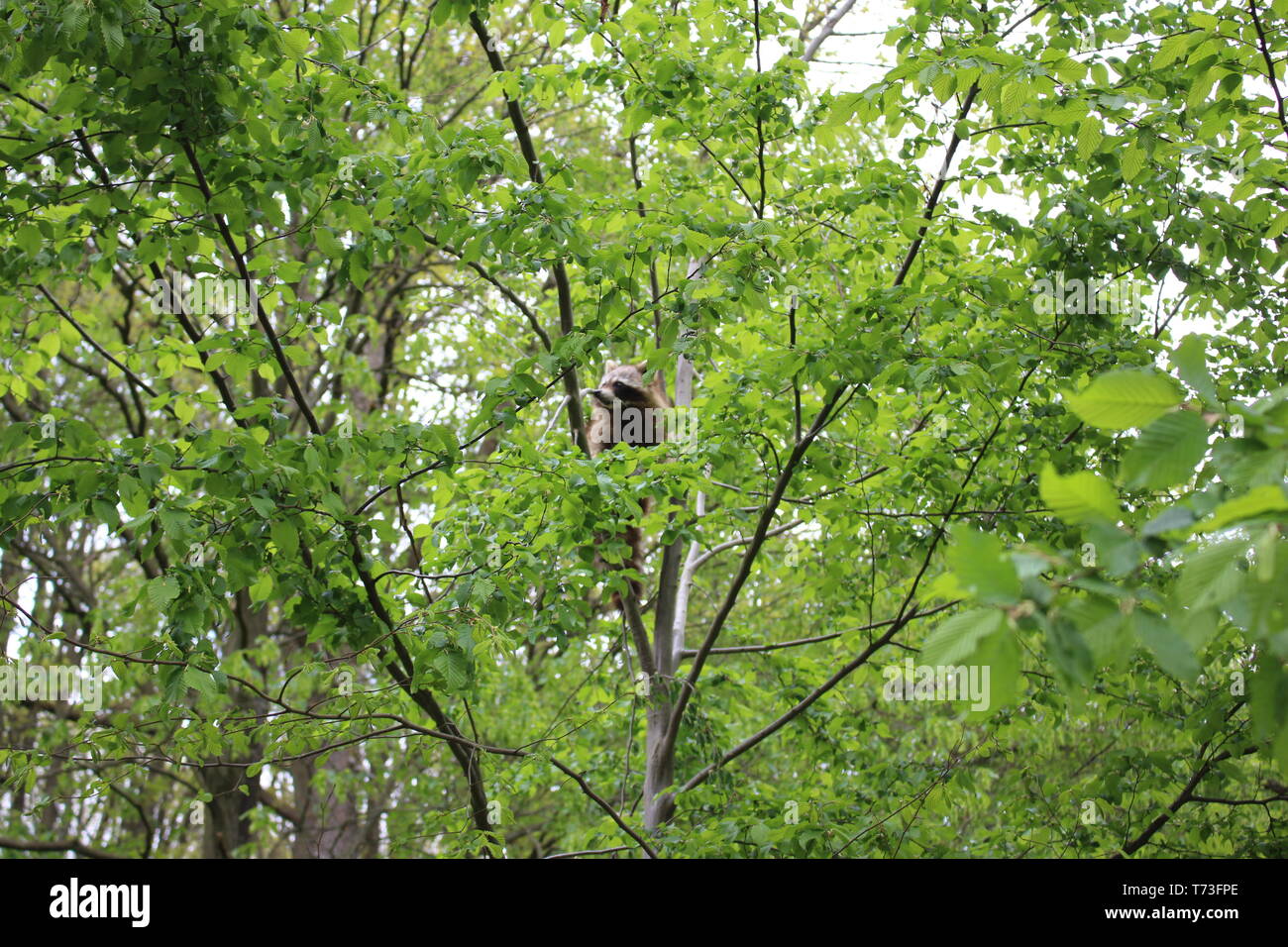 Raccoon HD Wallpaper lindo mapache de fotografía de la naturaleza el agua potable y la escalada en el parque zoológico de árbol en Alemania imagen de fondo foto foto graciosos animales Foto de stock