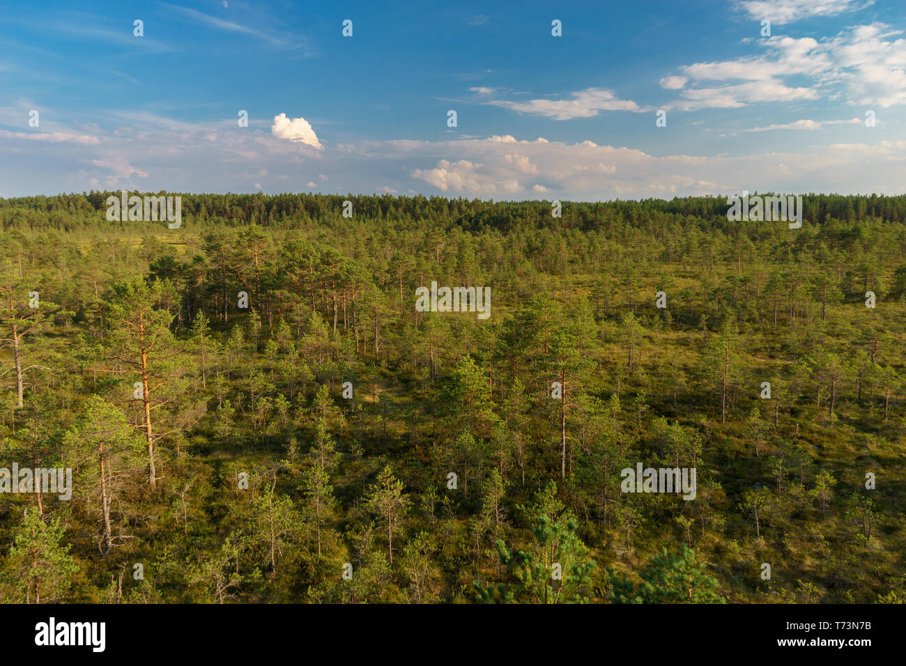 Viru bog paisaje de verano, parque nacional Lahemaa, Estonia Foto de stock