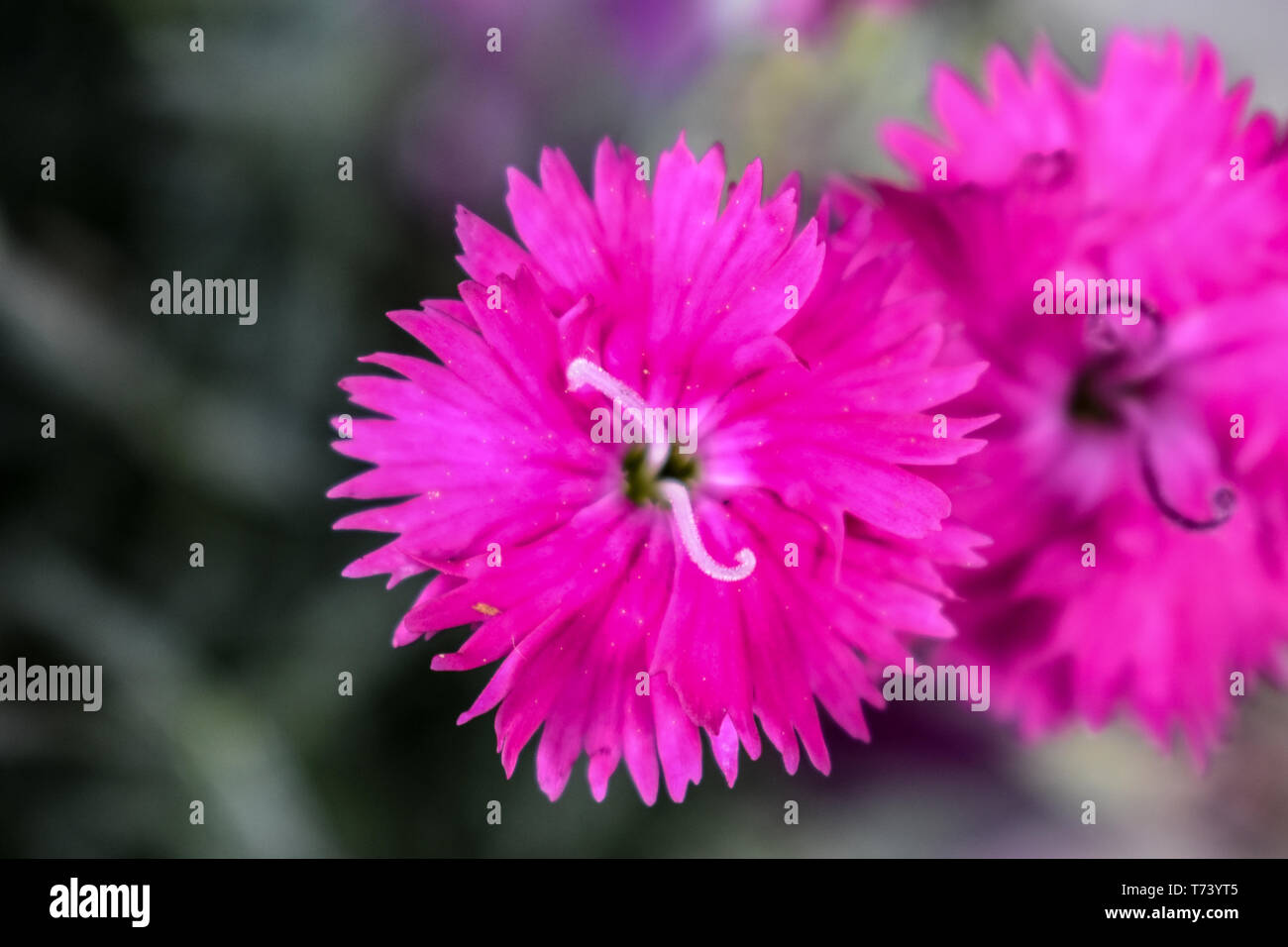 Flores aterciopeladas fotografías e imágenes de alta resolución - Alamy Flores aterciopeladas fotografías e imágenes de alta resolución - Alamy