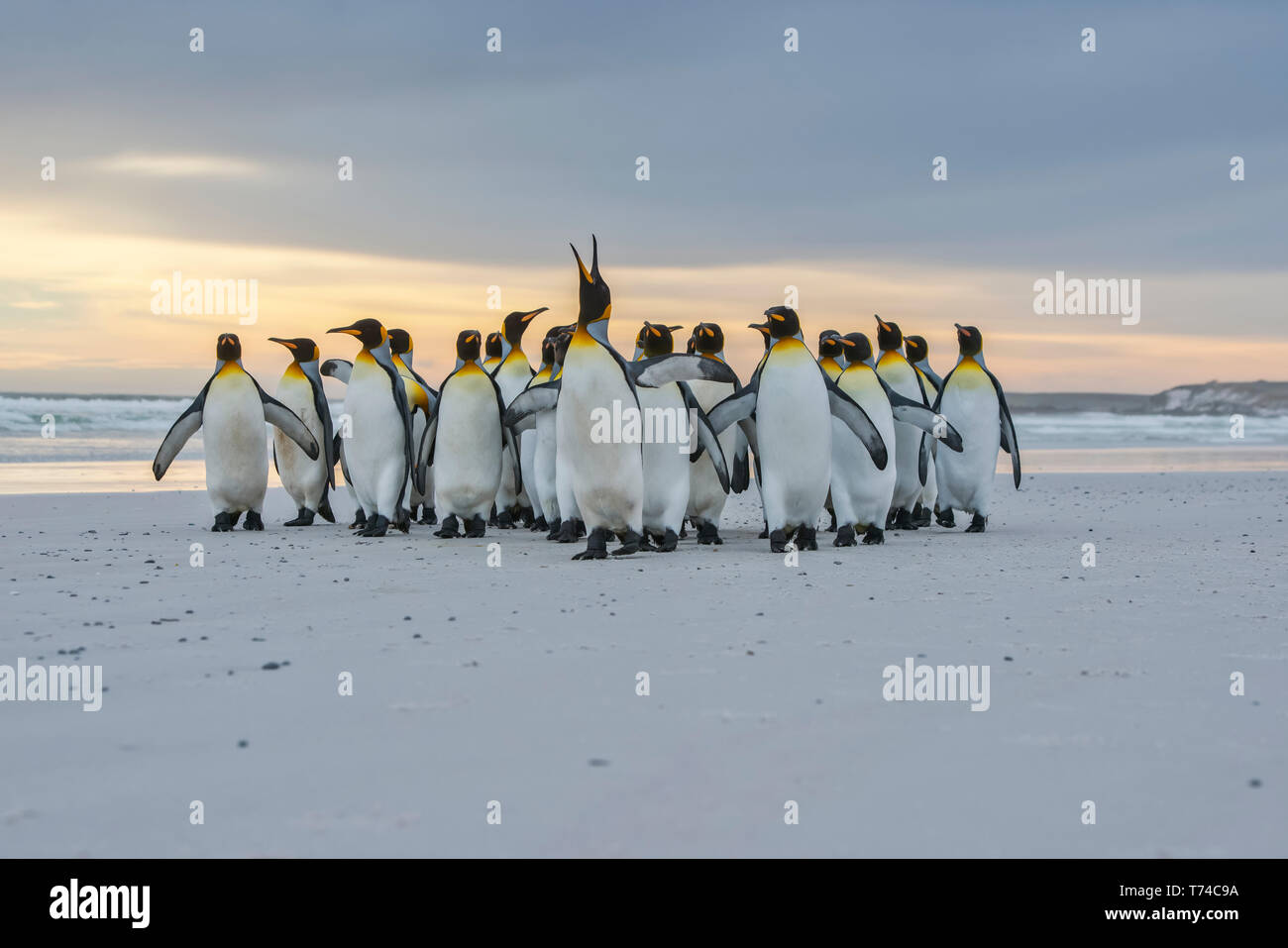 Pingüinos rey (Aptenodytes patagonicus) caminando junto a la orilla, Punto de voluntarios; Islas Malvinas Foto de stock