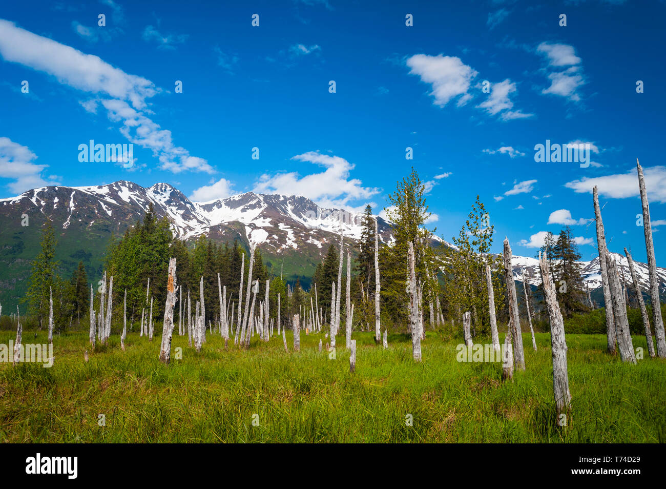 Un valle montañoso pintoresco con troncos de árboles muertos de pie en una soleada tarde de verano; Portage, Alaska, Estados Unidos de América Foto de stock