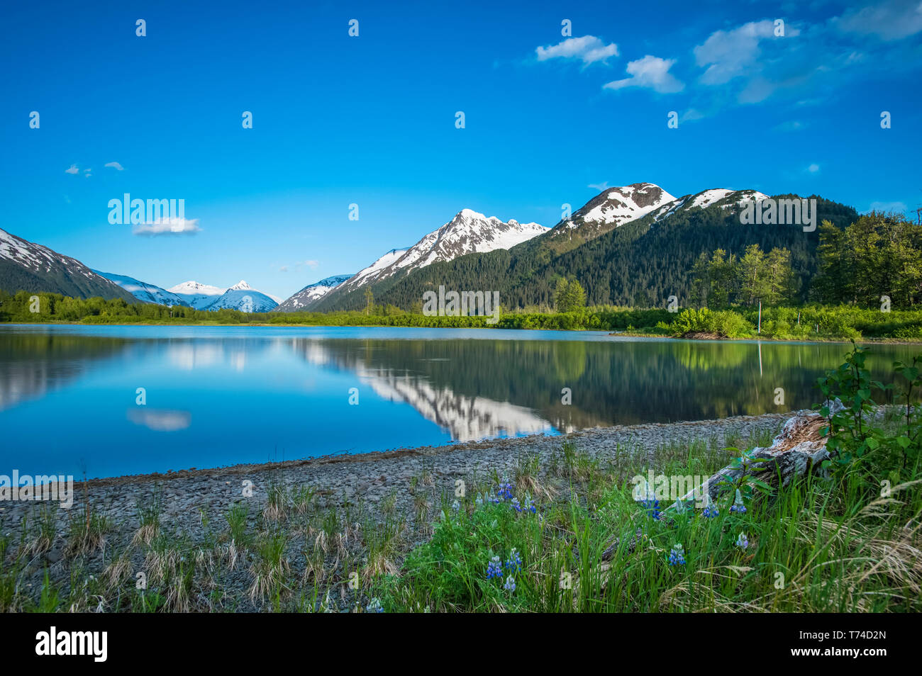 Las tranquilas aguas de un lago sin nombre en el valle de Portage en una soleada tarde de verano, en el centro-sur de Alaska, Alaska, Estados Unidos de América Foto de stock