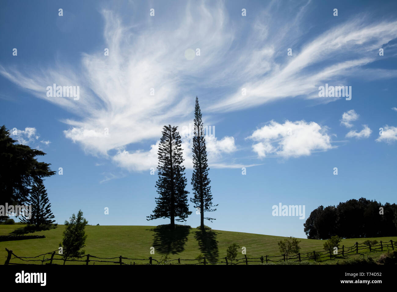 La Isla Norfolk, pinos, Kohala Mountain; Isla de Hawaii, Hawaii, Estados Unidos de América Foto de stock