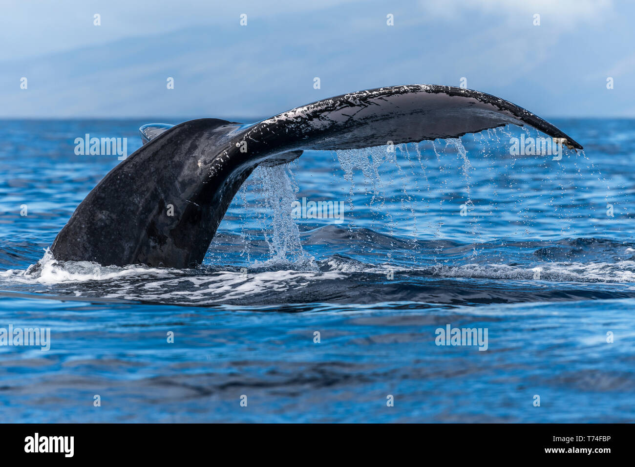 La ballena jorobada (Megaptera novaeangliae) Fluke; Lahaina, Maui, Hawai, Estados Unidos de América Foto de stock