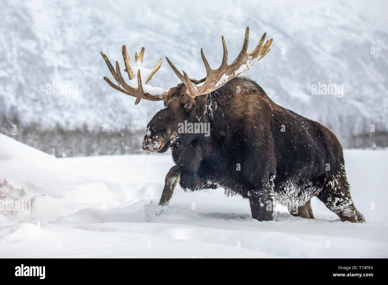 Mature bull moose (Alces alces) con cuernos derramada de terciopelo caminando en la nieve, Alaska Wildlife Conservation Center, el centro-sur de Alaska Foto de stock