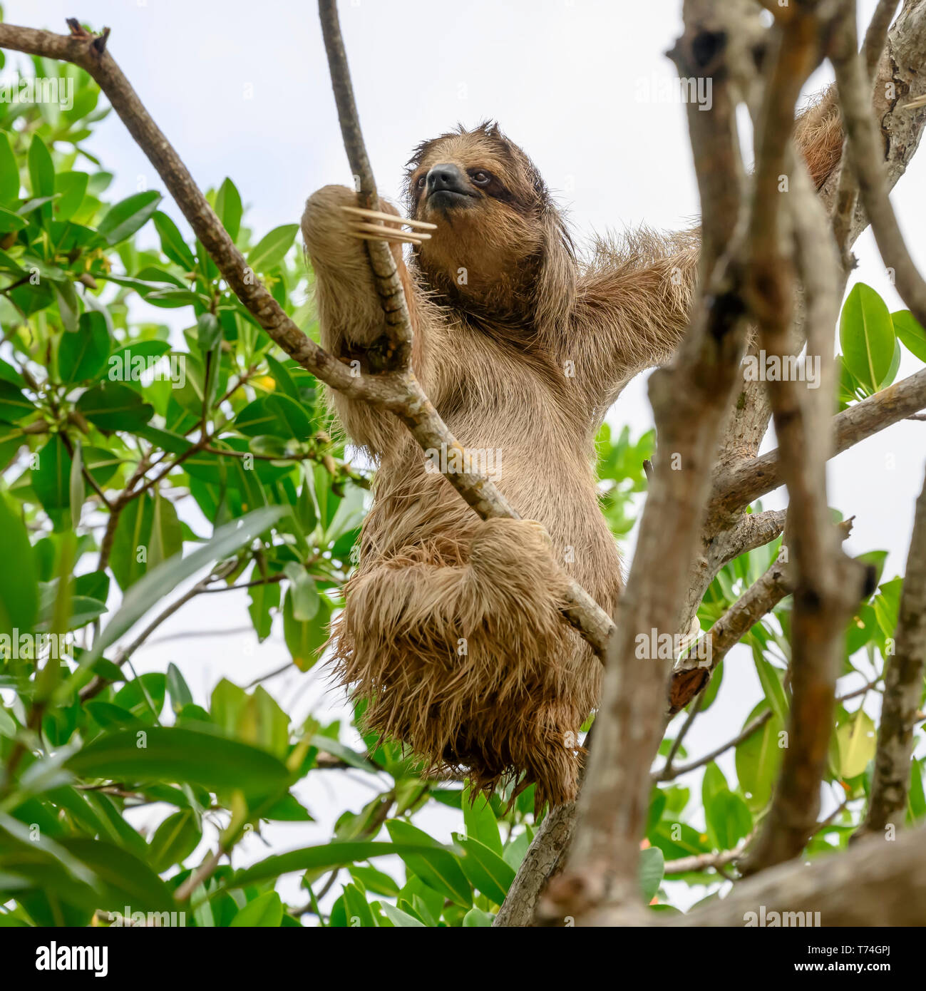 Perezoso en un árbol; Departamento de Islas de la Bahía, Roatán, Honduras Foto de stock