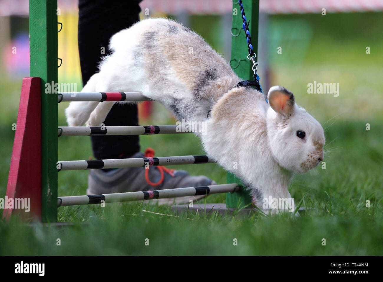 Caslav, República Checa. 4 de mayo de 2019. El espectáculo conejos  saltarines, en acción en Caslav en la República Checa. Los conejos son  visto saltar por encima de obstáculos durante un show