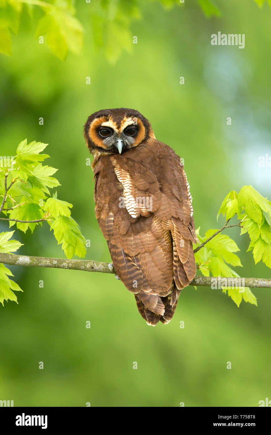 Pardo madera Owl (Strix leptogrammica) se encuentra en la India, Bangladesh y Sri Lanka, de este a oeste de Indonesia, Taiwán y el sur de China. Foto de stock