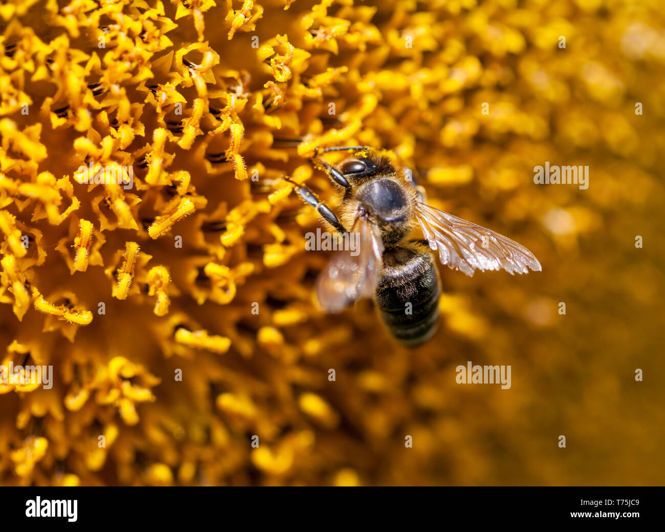 Bee, recogiendo el néctar de las flores en un girasol Foto de stock