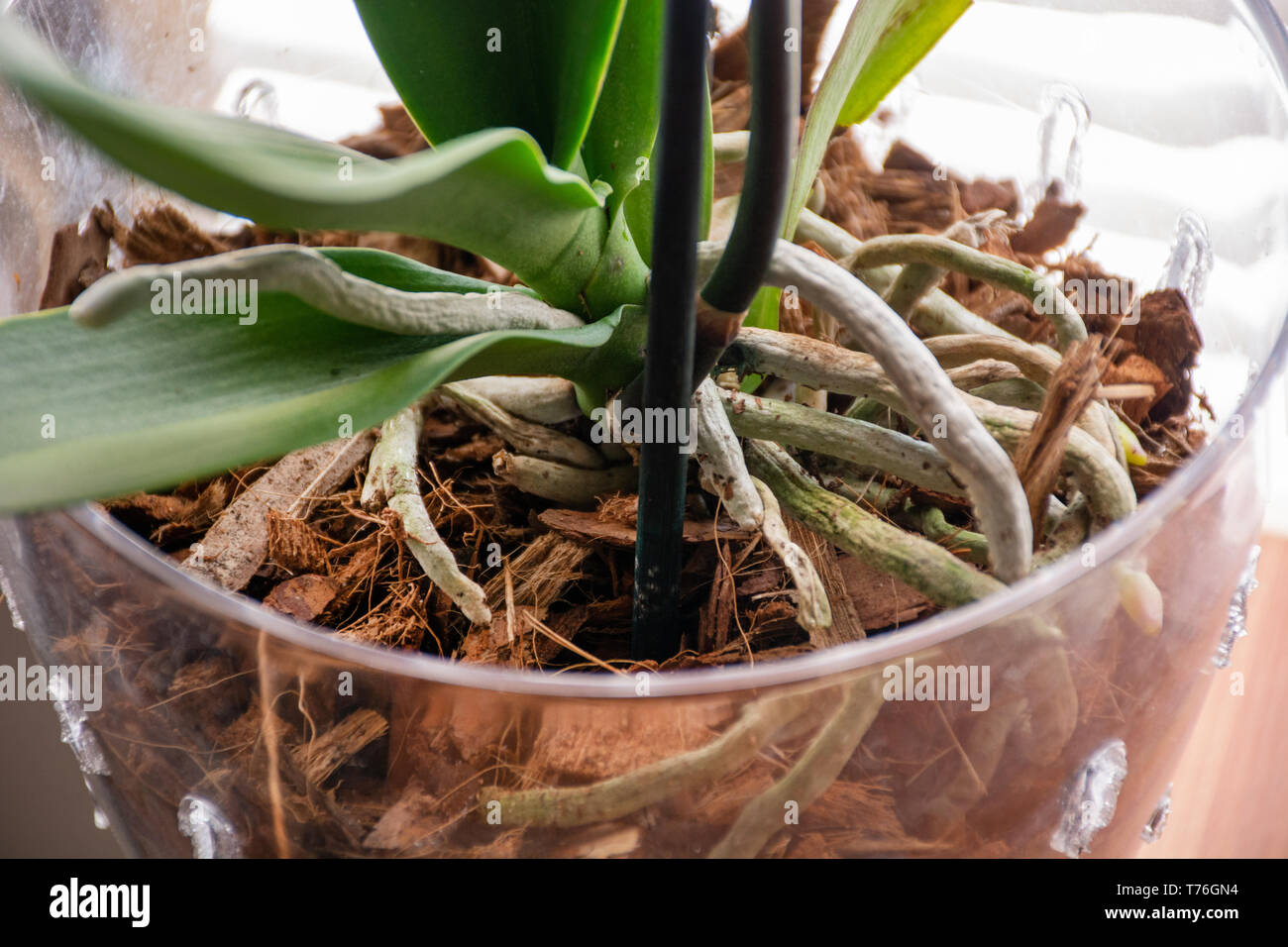 Raíces de orquídeas Phalaenopsis en maceta transparente con sustrato y  hojas verdes en casa. Botánicas y casa flores concepto. Cerrar Fotografía de  stock - Alamy