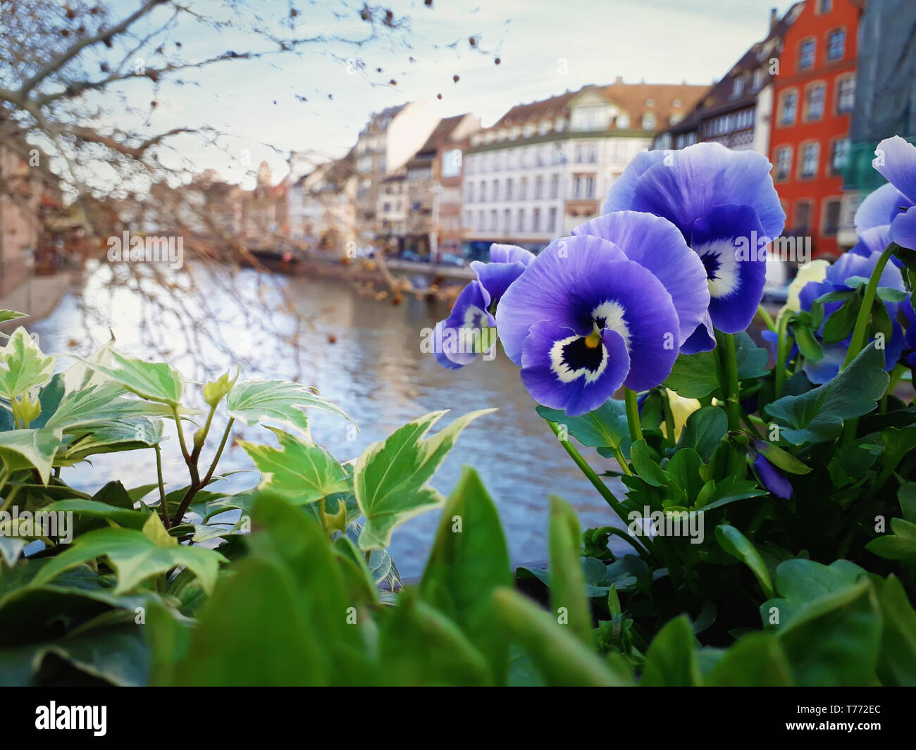 Closeup de hermosas flores azules sobre el puente en Estrasburgo, Francia, en Alsacia. Romántica ciudad colorida con las tradicionales casas de madera cerca del río. Foto de stock