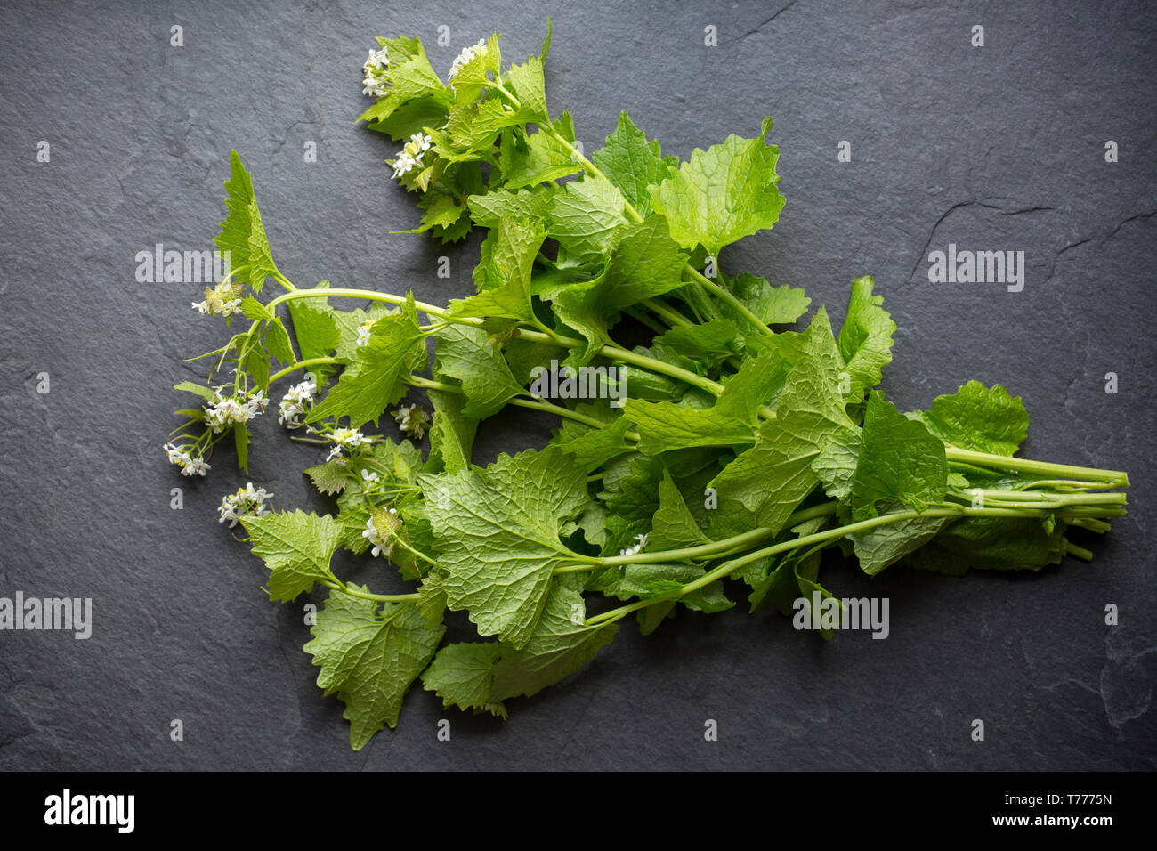 Jack por el seto, Alliaria petiolata, hallada creciendo junto con el espino hedge. Es comestible y tiene un picante y ajo como sabor, a veces comparan Foto de stock