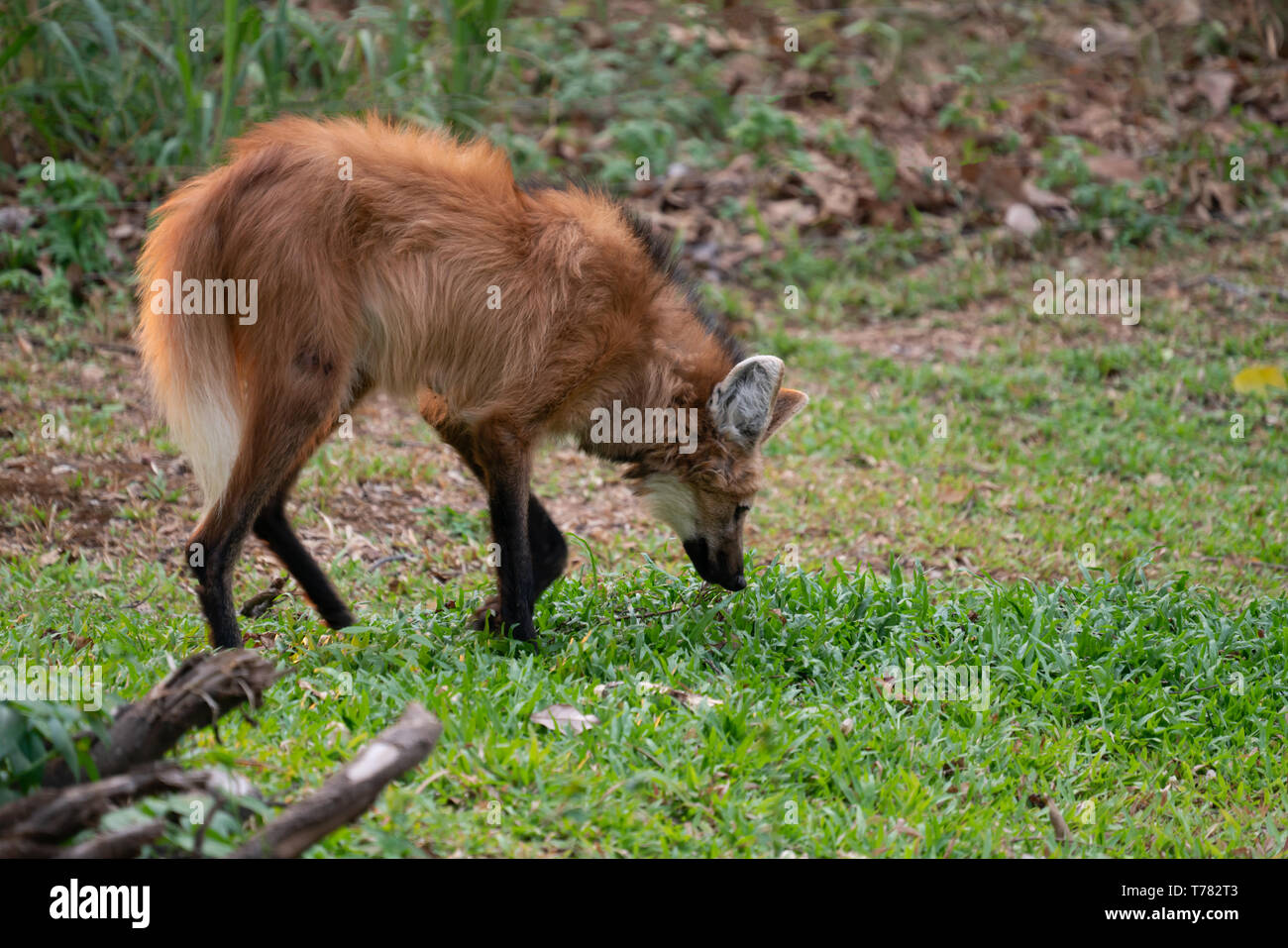 El lobo de crin (Chrysocyon brachyurus ) en zoo Foto de stock