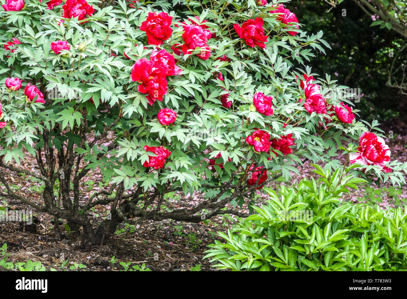 Hermoso jardín flores nadie, peonía de árbol rojo, peonías Foto de stock