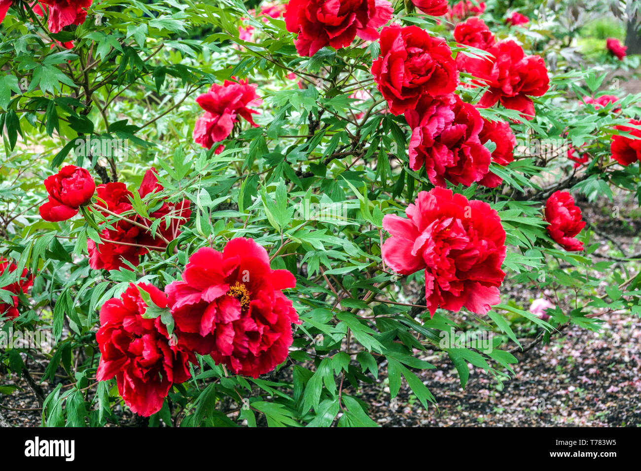 Hermoso jardín de flores, ningún cuerpo de peonía roja, peonías Foto de stock