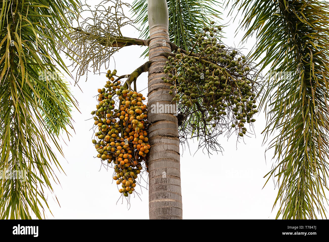 Fruta de la palma -decoración ornamental planta en jardines, Cyrtostachys renda lacre palm, palm Raja pintalabios Foto de stock