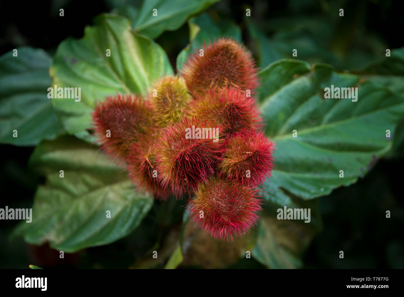 Mamon Chino Fotos E Imagenes De Stock Alamy
