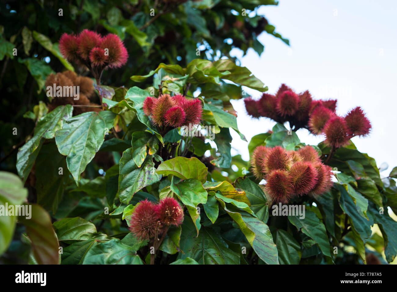 Mamon Chino Fotos E Imagenes De Stock Alamy