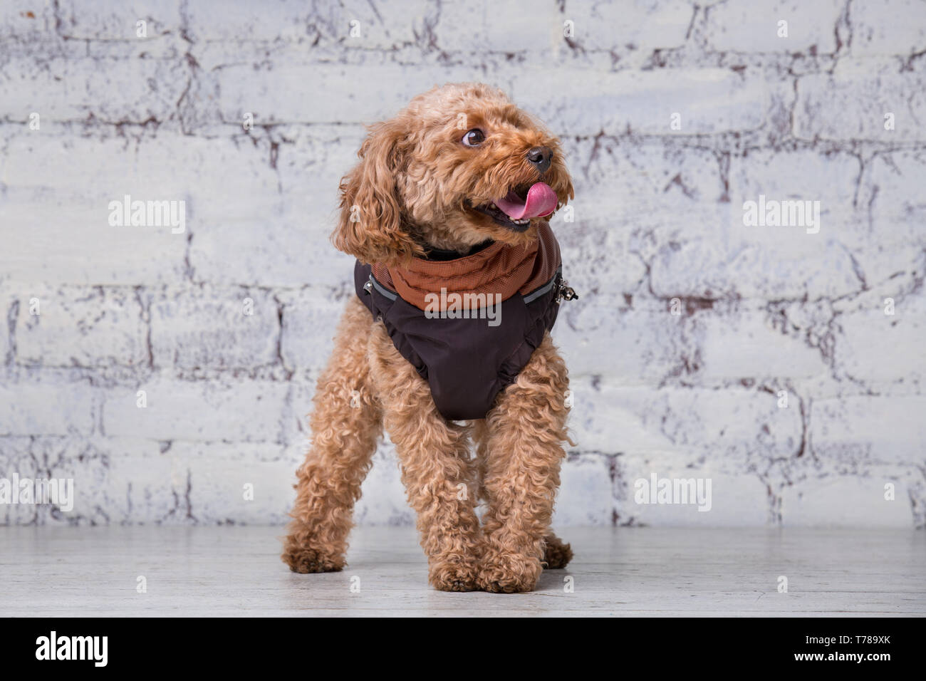 Pequeño perro gracioso de color marrón con el pelo rizado de raza poodle de  juguete posando en ropa para perros. Tema accesorios y trajes de moda para  mascotas. S Fotografía de stock -