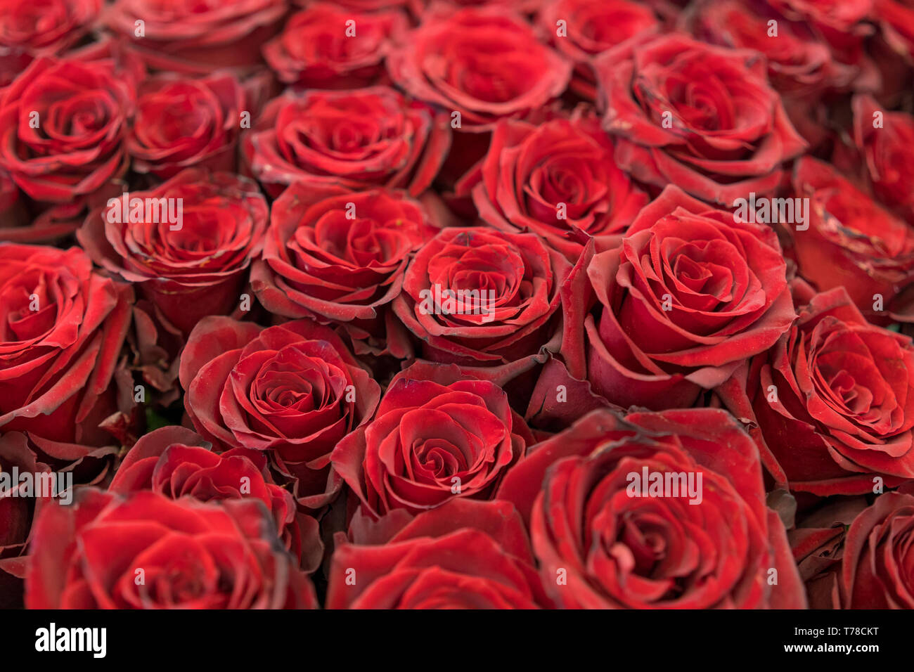 Rosas de Borgoña, ramo de rosas de color rojo oscuro. Rojo Rosas naturales  antecedentes. Rosas rojas de fondo. Y borgoña rosas rojas frescas. Capullos  de rosa roja Fotografía de stock - Alamy