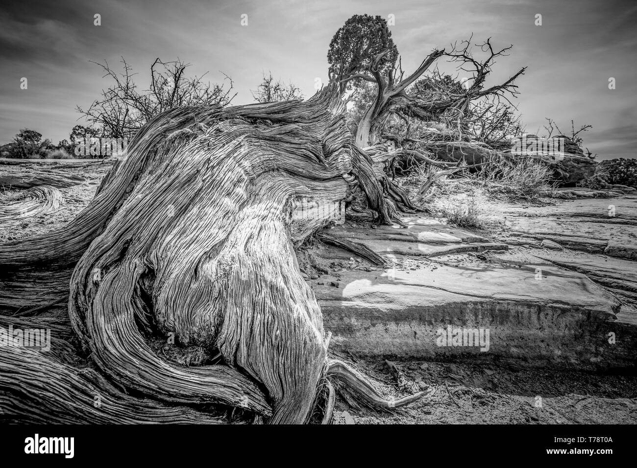 Seca los árboles podridos en el desierto de Utah Foto de stock