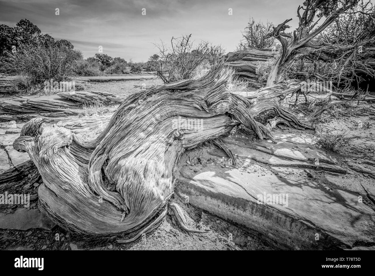 Seca los árboles podridos en el desierto de Utah Foto de stock