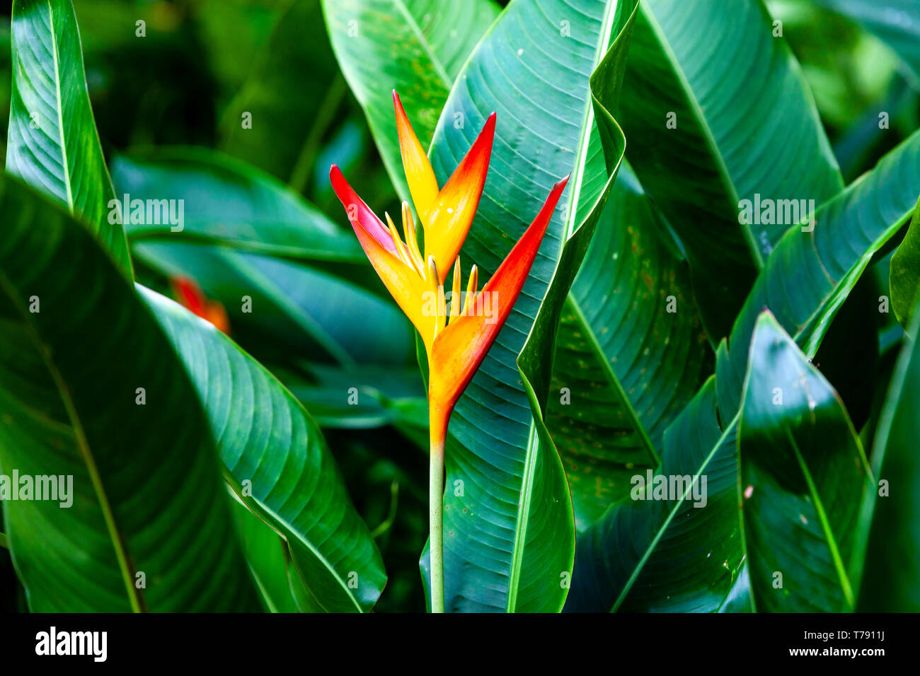 El Jardín Nacional de Orquídeas, los jardines botánicos de Singapur, Singapur, Sudeste de Asia Foto de stock