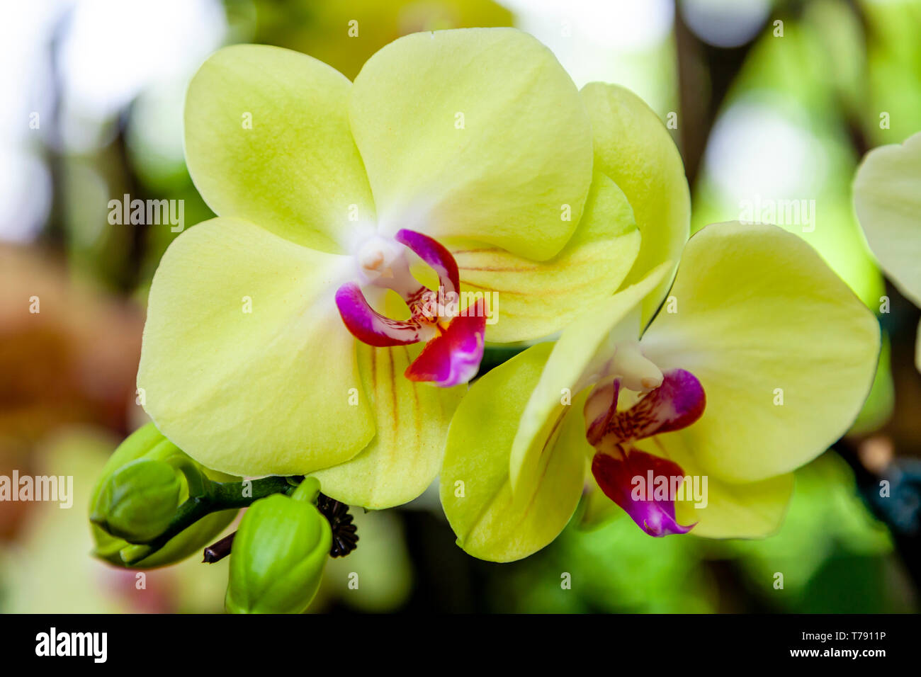 El Jardín Nacional de Orquídeas, los jardines botánicos de Singapur, Singapur, Sudeste de Asia Foto de stock