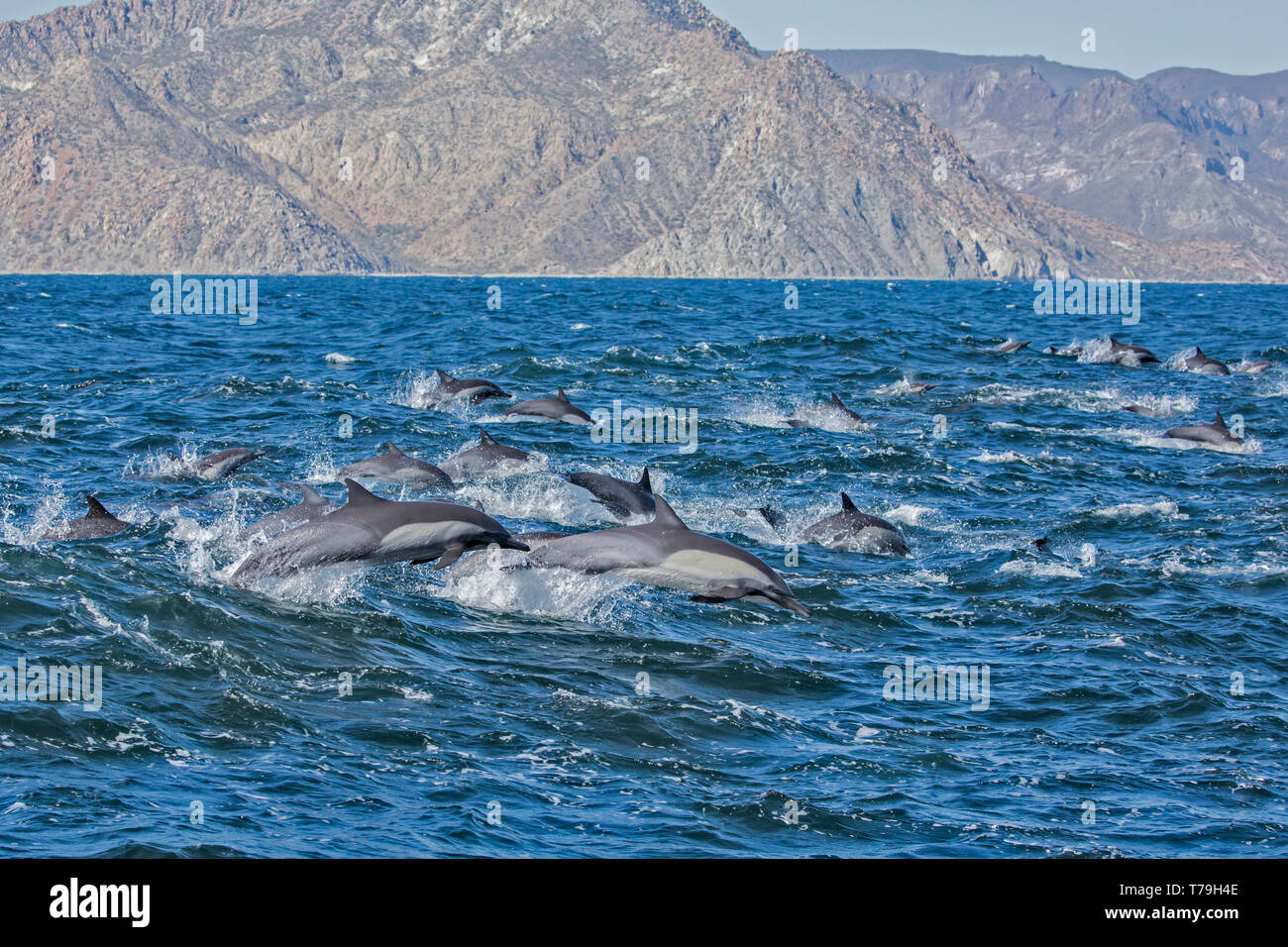 Delfín Común (Delphinus delphis) superpod acercándose al barco para bowriding y montando las olas de wake, Baja California Foto de stock