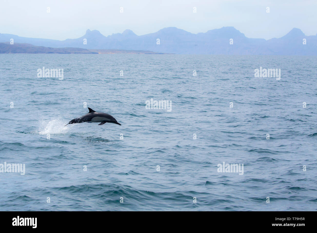 Delfín Común (Delphinus delphis) saltando fuera del agua clara, Baja California Foto de stock