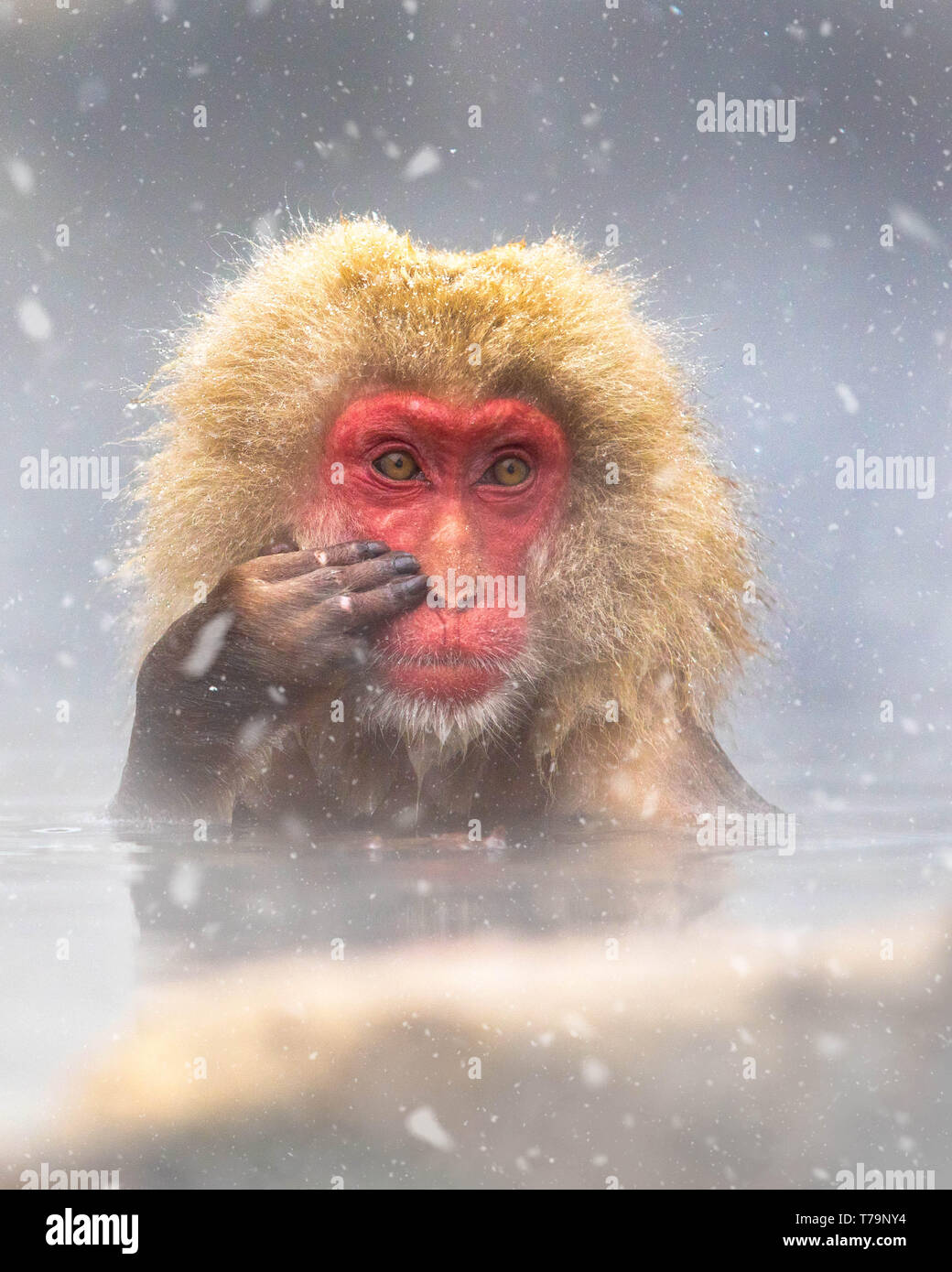 Mono de nieve Foto de stock