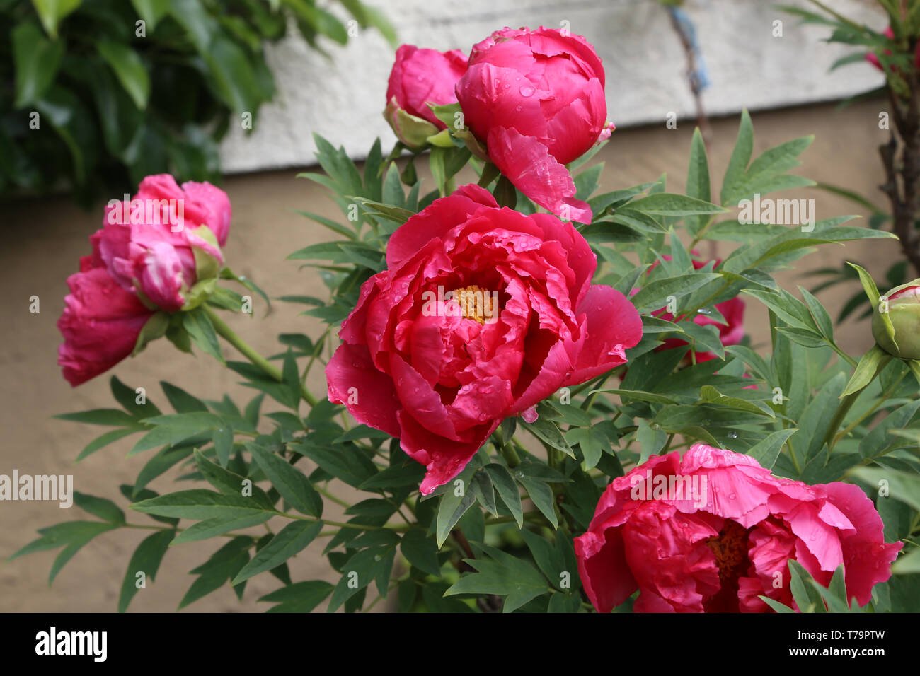 Las Peonías rosas en el jardín. Blooming rosa peonía. Primer plano de una  hermosa rosa Peonie flor Fotografía de stock - Alamy