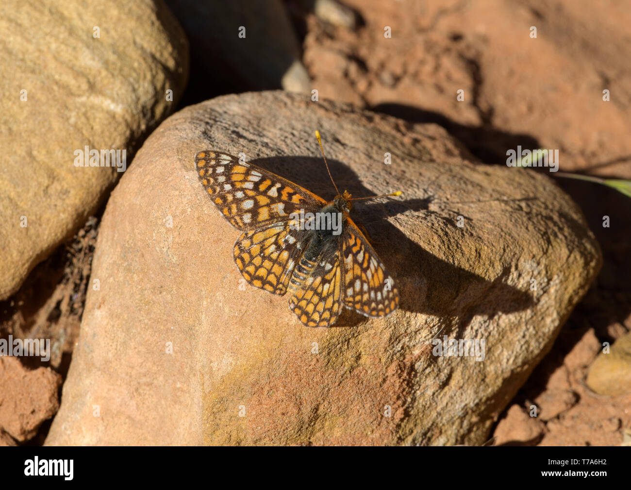 Anicia Checkerspot Butterfly Foto de stock