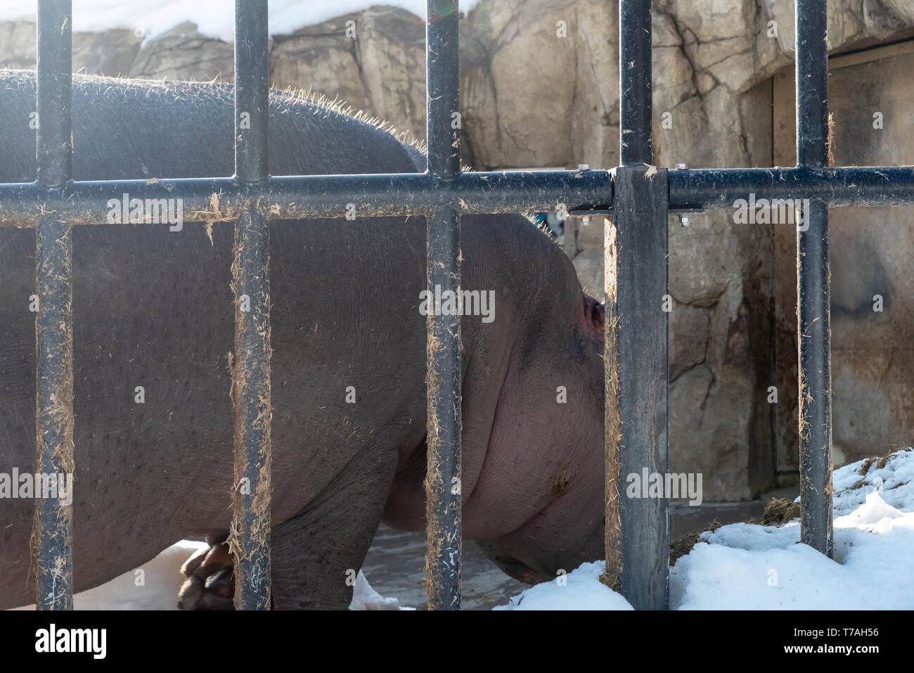 Un hipopótamo en el zoo de Asahiyama en Hokkaido Foto de stock