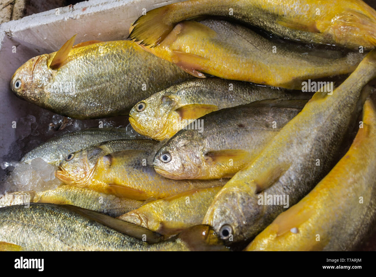 Hong Kong, China - March 7, 2019: Tai O pueblo pesquero. Primer plano de la captura en la casilla: vientre amarillo el pargo a la venta en la tienda, recostada sobre el hielo. Foto de stock
