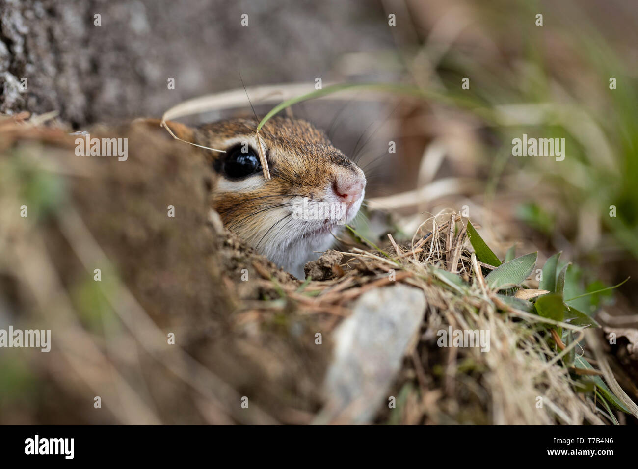 MAYNOOTH, Ontario, Canadá - 30 de abril de 2019: Una ardilla (Tamias), parte de la familia Sciuridae forrajes para la alimentación. ( Ryan Carter ) Foto de stock