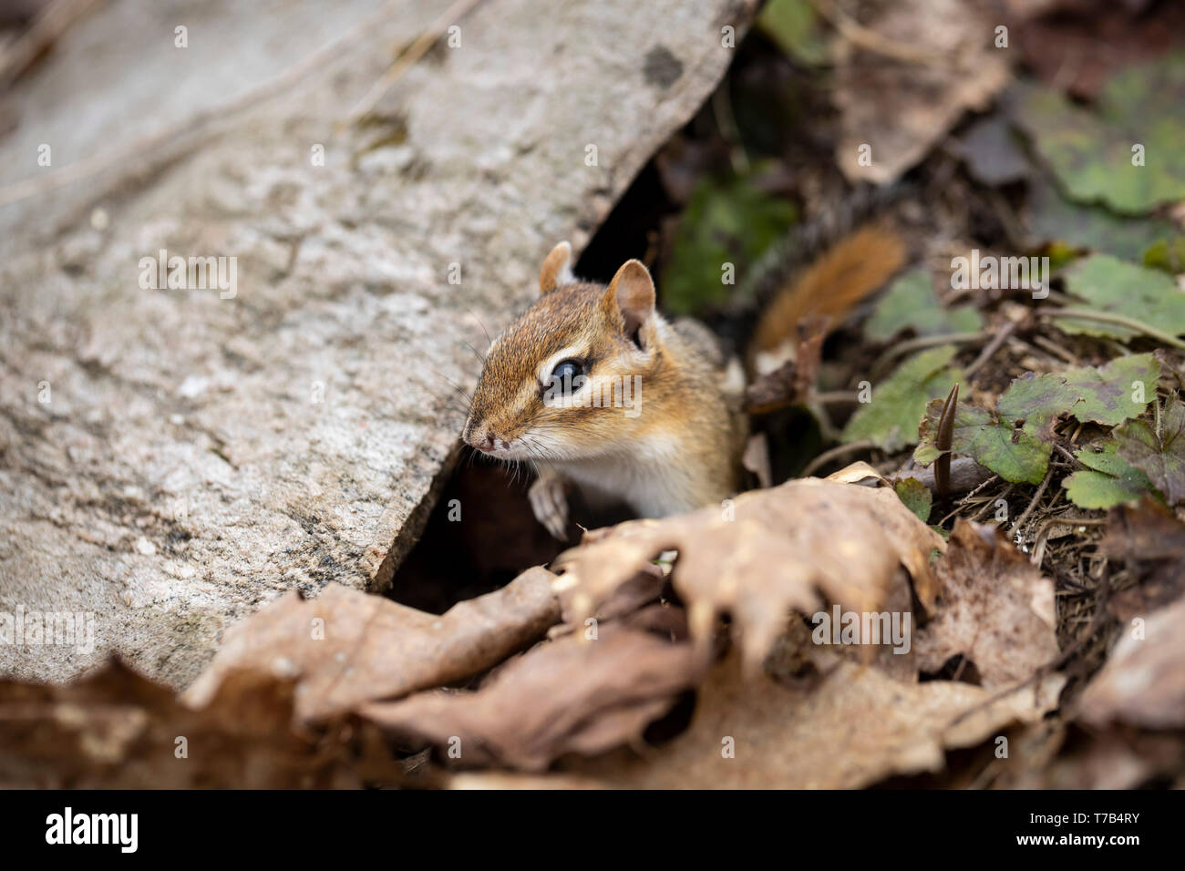 MAYNOOTH, Ontario, Canadá - 30 de abril de 2019: Una ardilla (Tamias), parte de la familia Sciuridae forrajes para la alimentación. ( Ryan Carter ) Foto de stock